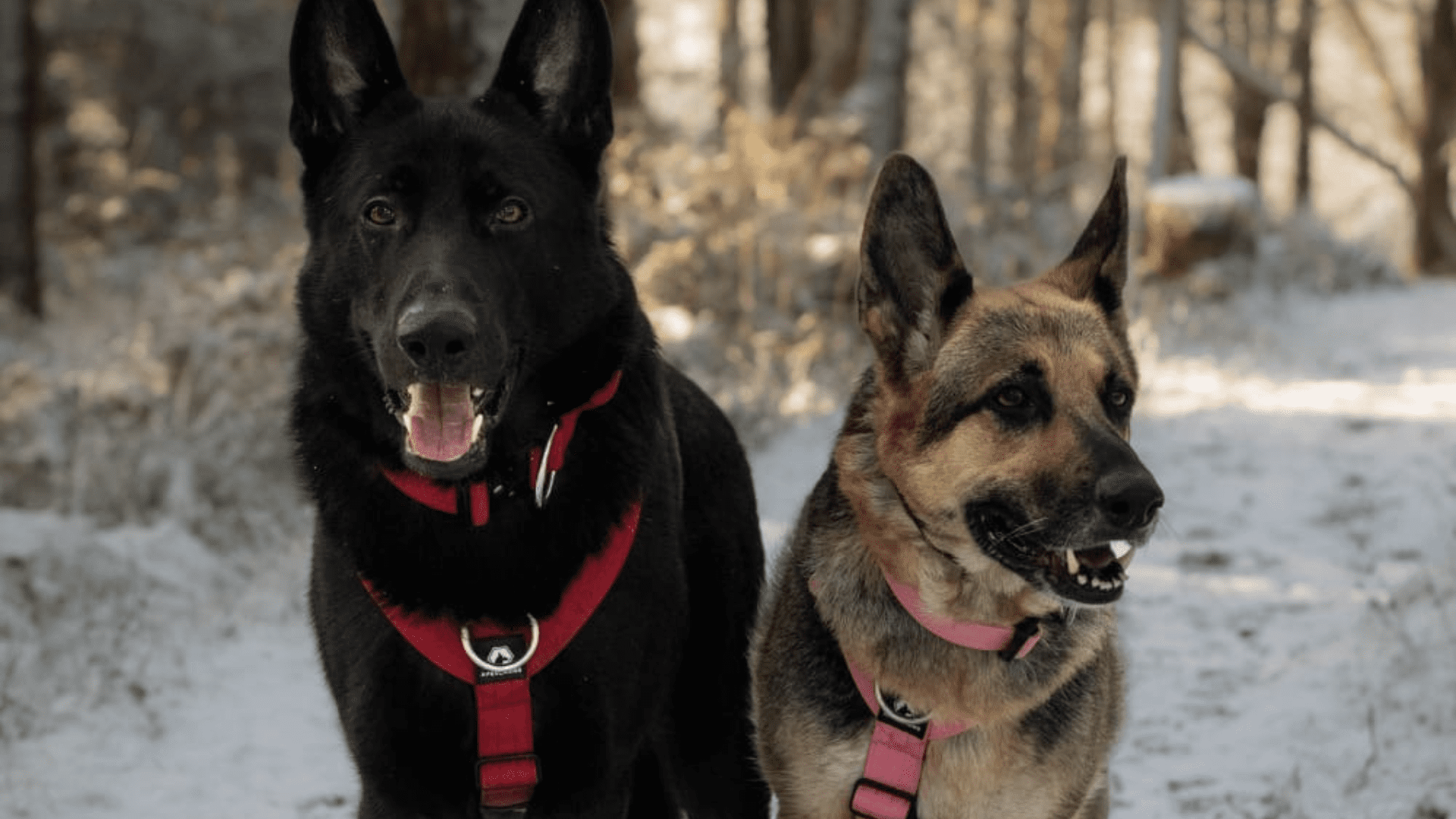 Comfort and security for your canine friends