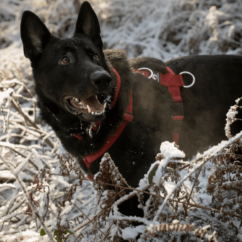 Give your canine friends the gift of comfort and security