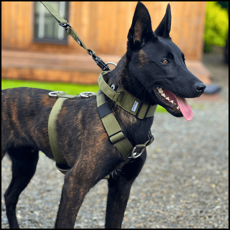 Tactical Harness Khaki – ApexCanine - Main Image
